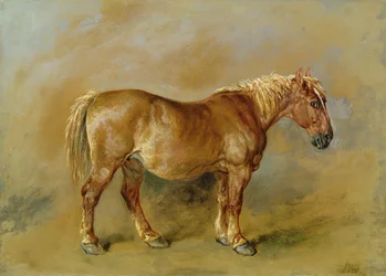 Ein Suffolk Punch
